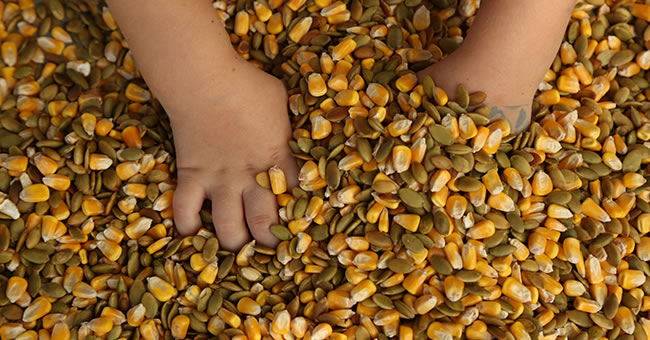 Fall Sensory Bin | Kaplan Early Learning Company