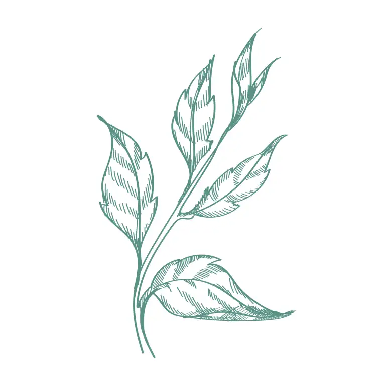 pillar leaf image